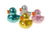 Bild von SQUEEZE DUCKS